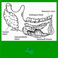 Through which main ducts do the parotid and submandibular glands secrete saliva?