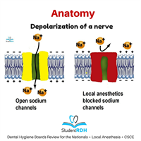What happens with depolarization of a nerve?