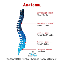 Q: The cervical area has ____ vertebrae.