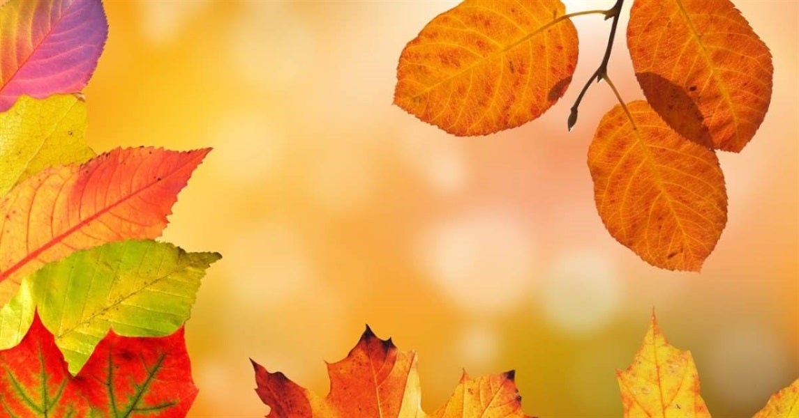 Fall Lease Review