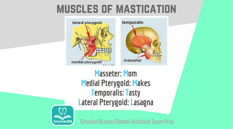 Q: Which one is NOT a muscle of mastication?