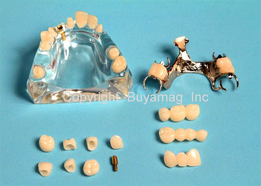 Buyamag.com Design Dental Models Manikins Simulators Phantom for Education Teaching Students Orthodontic Periodontal Hygiene Dental Techniques In Dental Schools