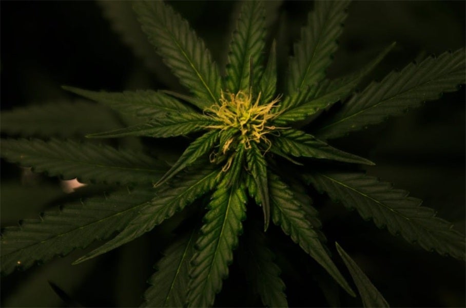 The Concentrated Truth: Cannabis and Pain Relief in Dentistry